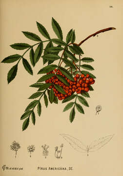 Image of American mountain ash