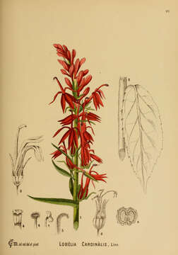 Image of Cardinal Flower