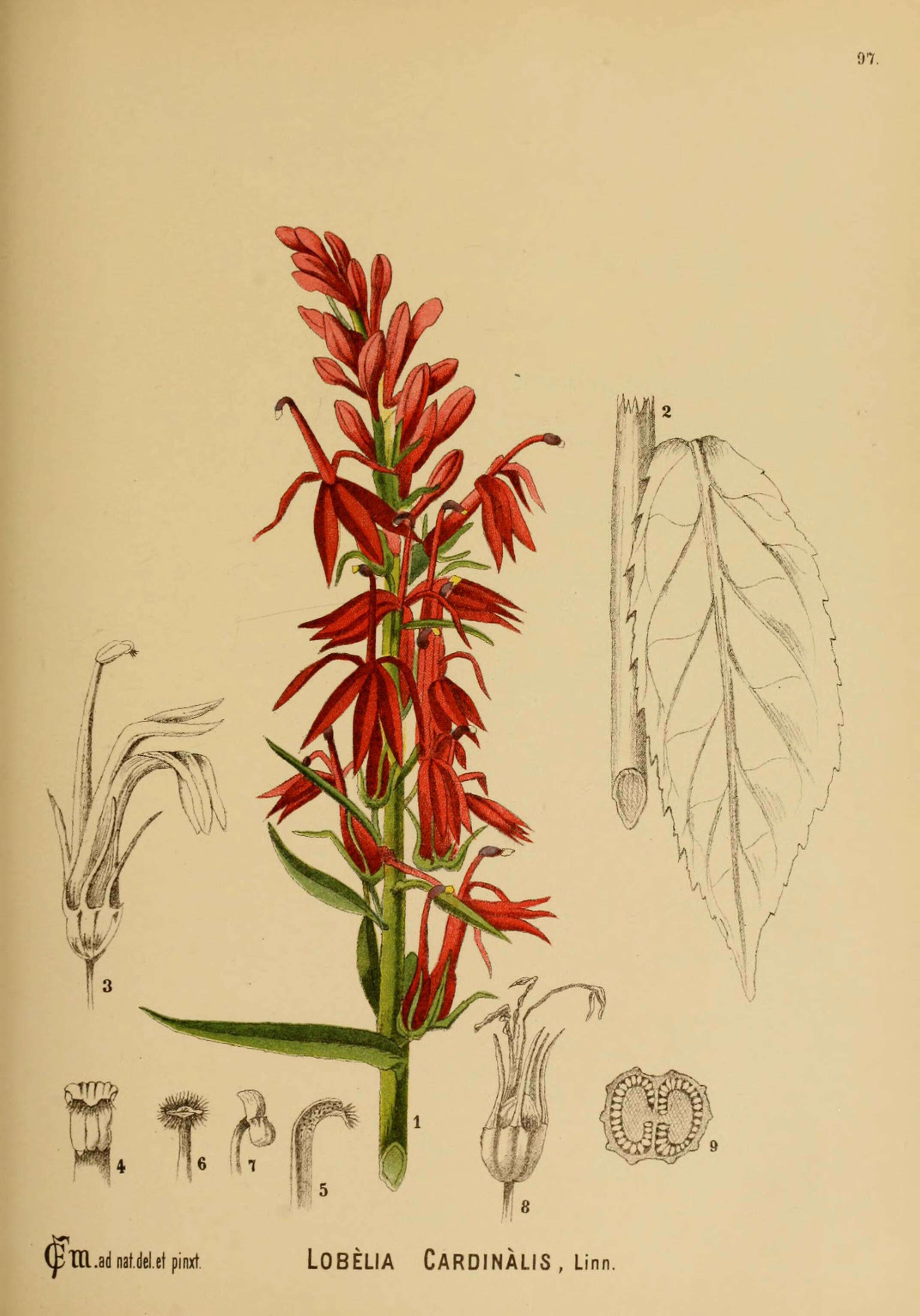 Image of Cardinal Flower