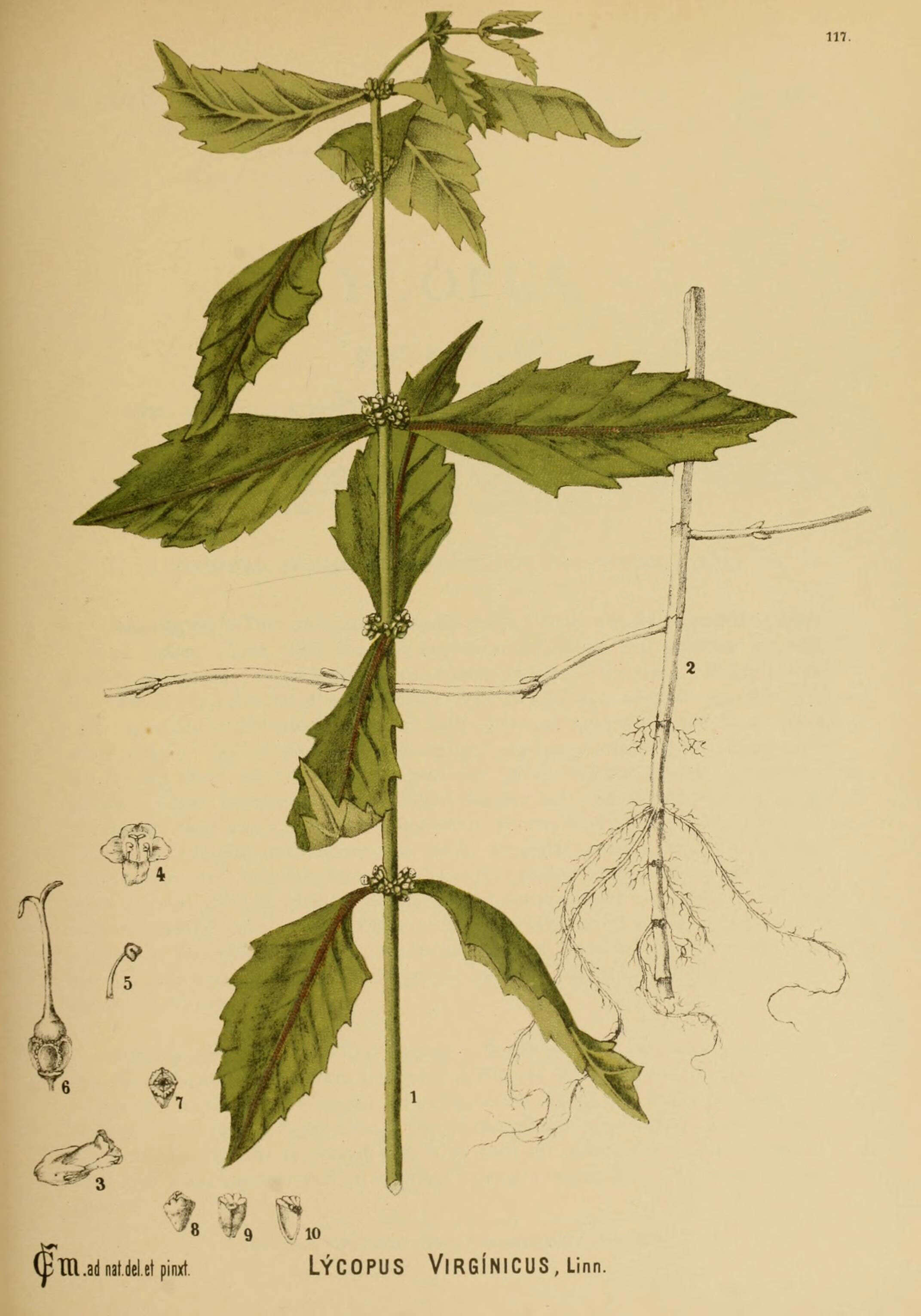 Image of Virginia water horehound