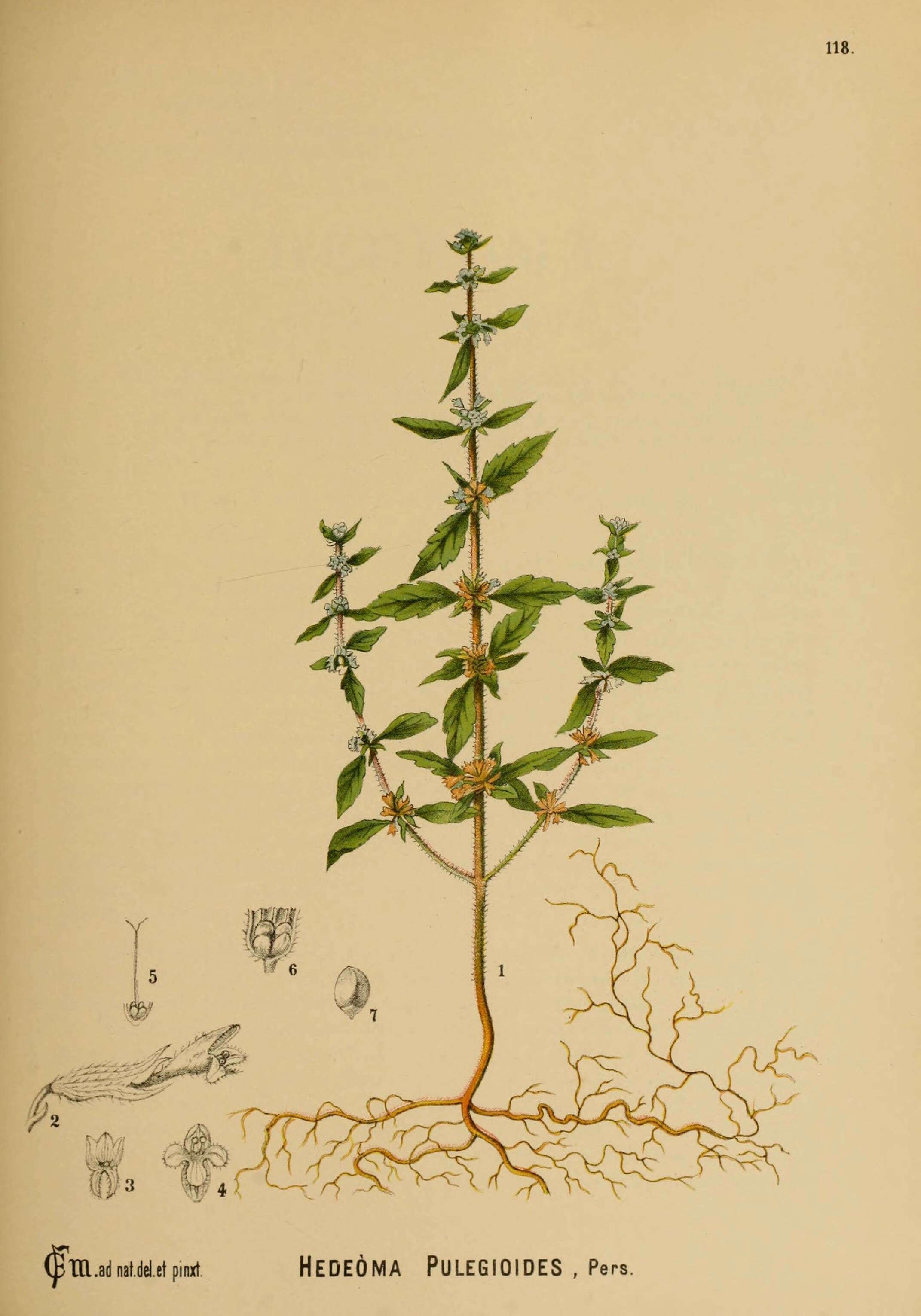 Image of American false pennyroyal