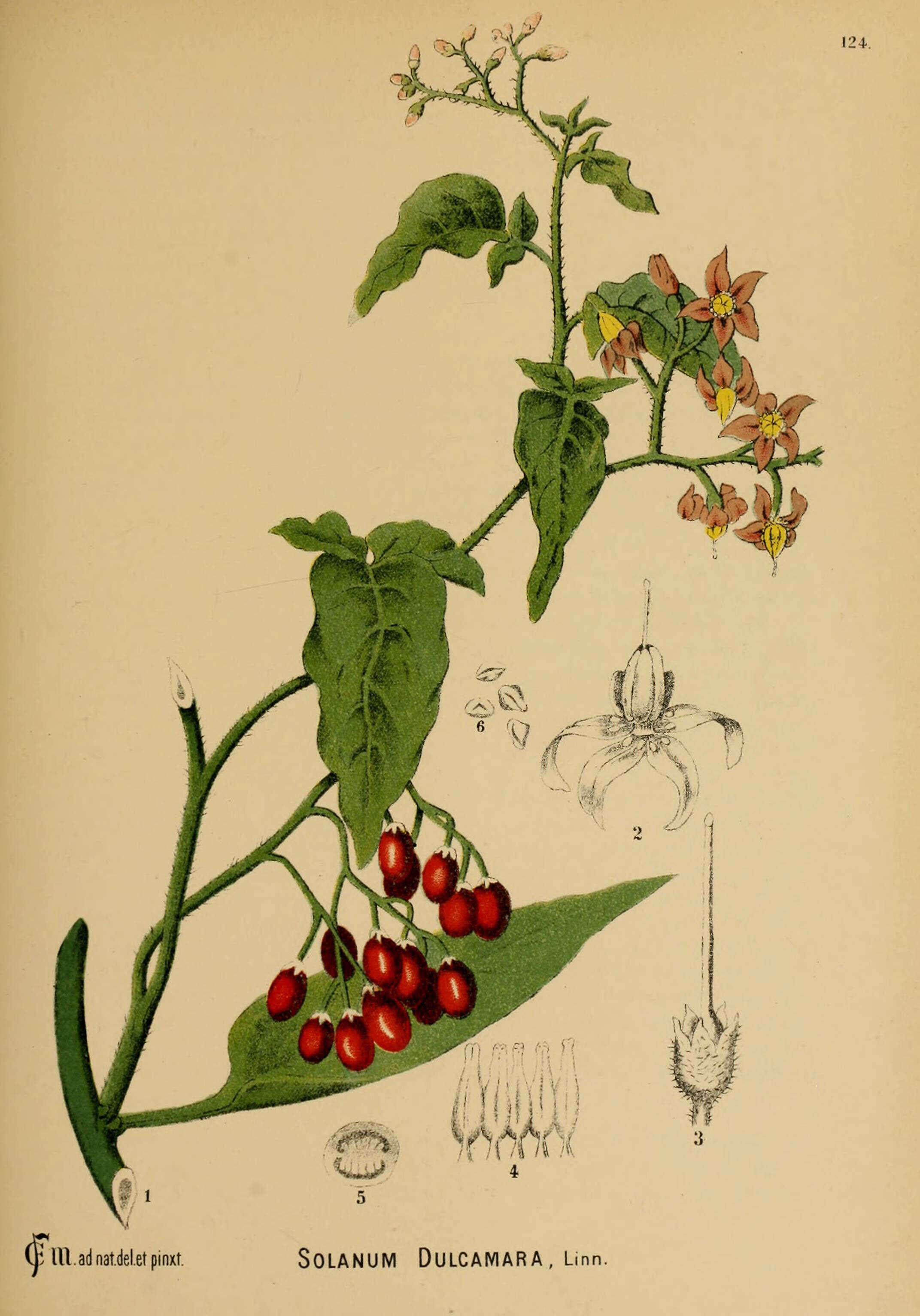 Image of bittersweet, woody nightshade