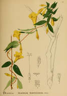 Image of evening trumpetflower