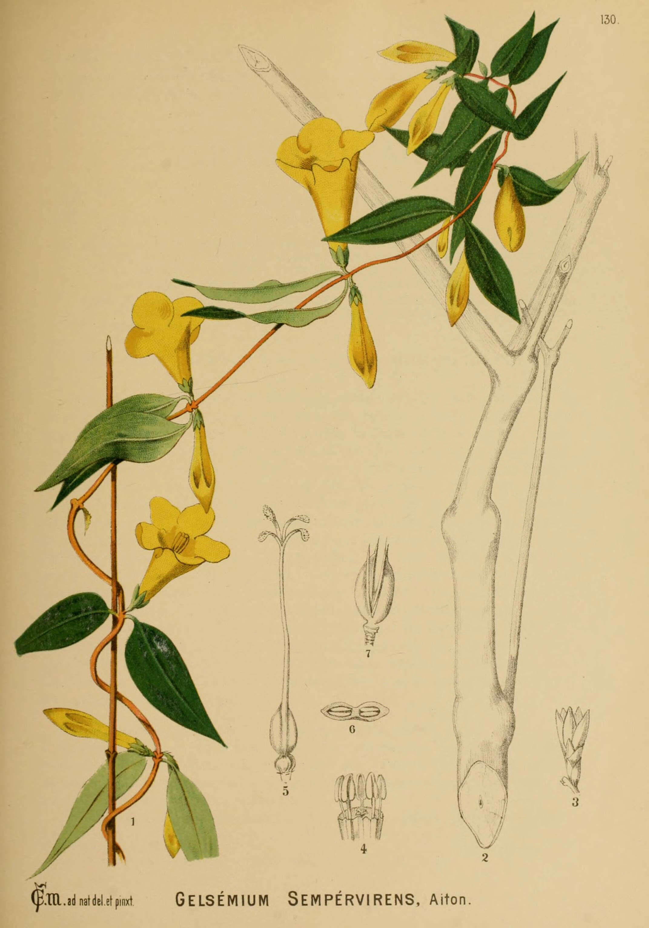 Image of Gelsemiaceae