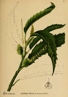 Image of American chestnut