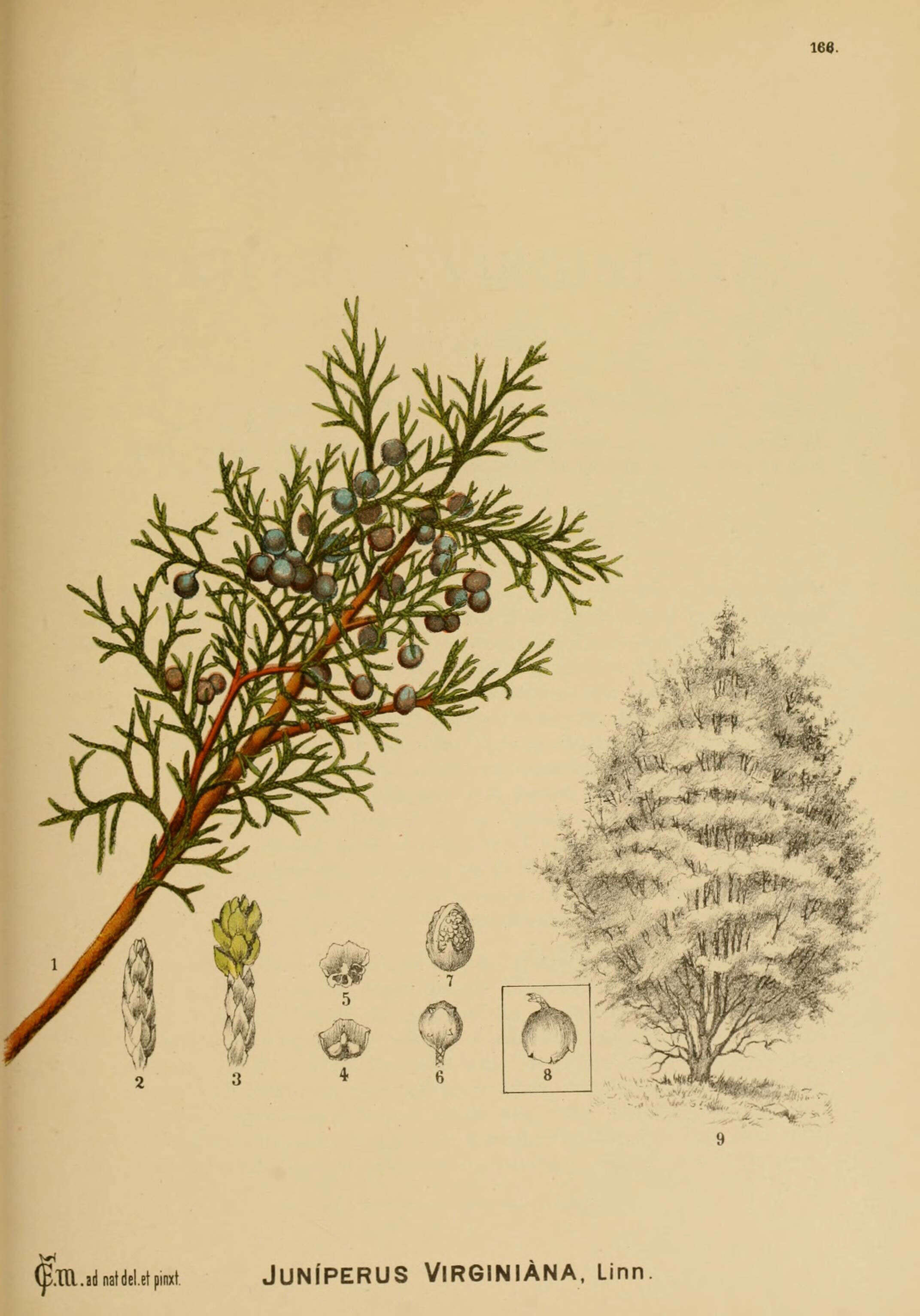 Imagem de Juniperus virginiana L.