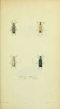 Image of Lytta (Poreopasta) nuttalli Say 1824