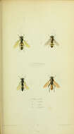 Image of Xylota ejuncida Say 1824