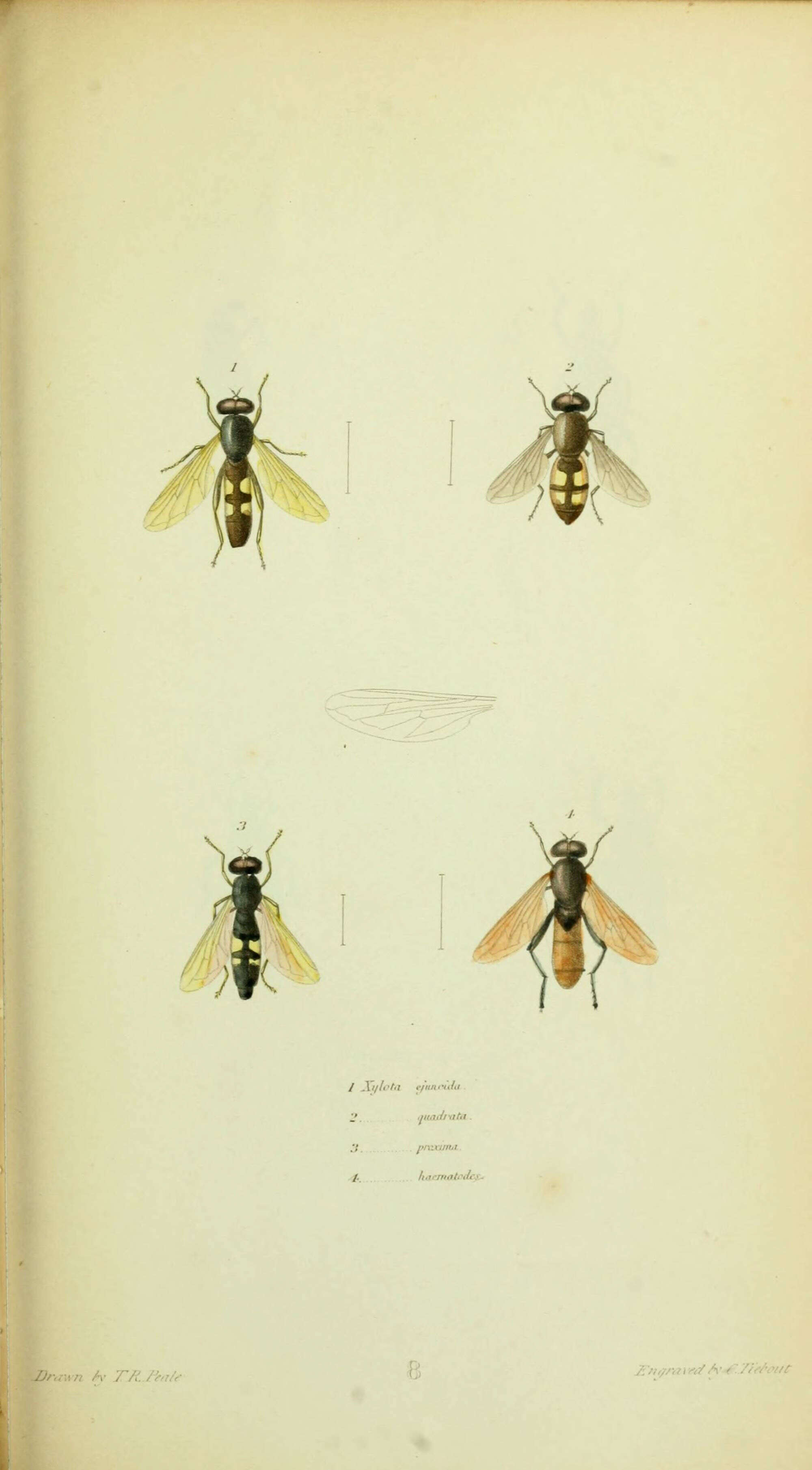 Imagem de Xylota ejuncida Say 1824