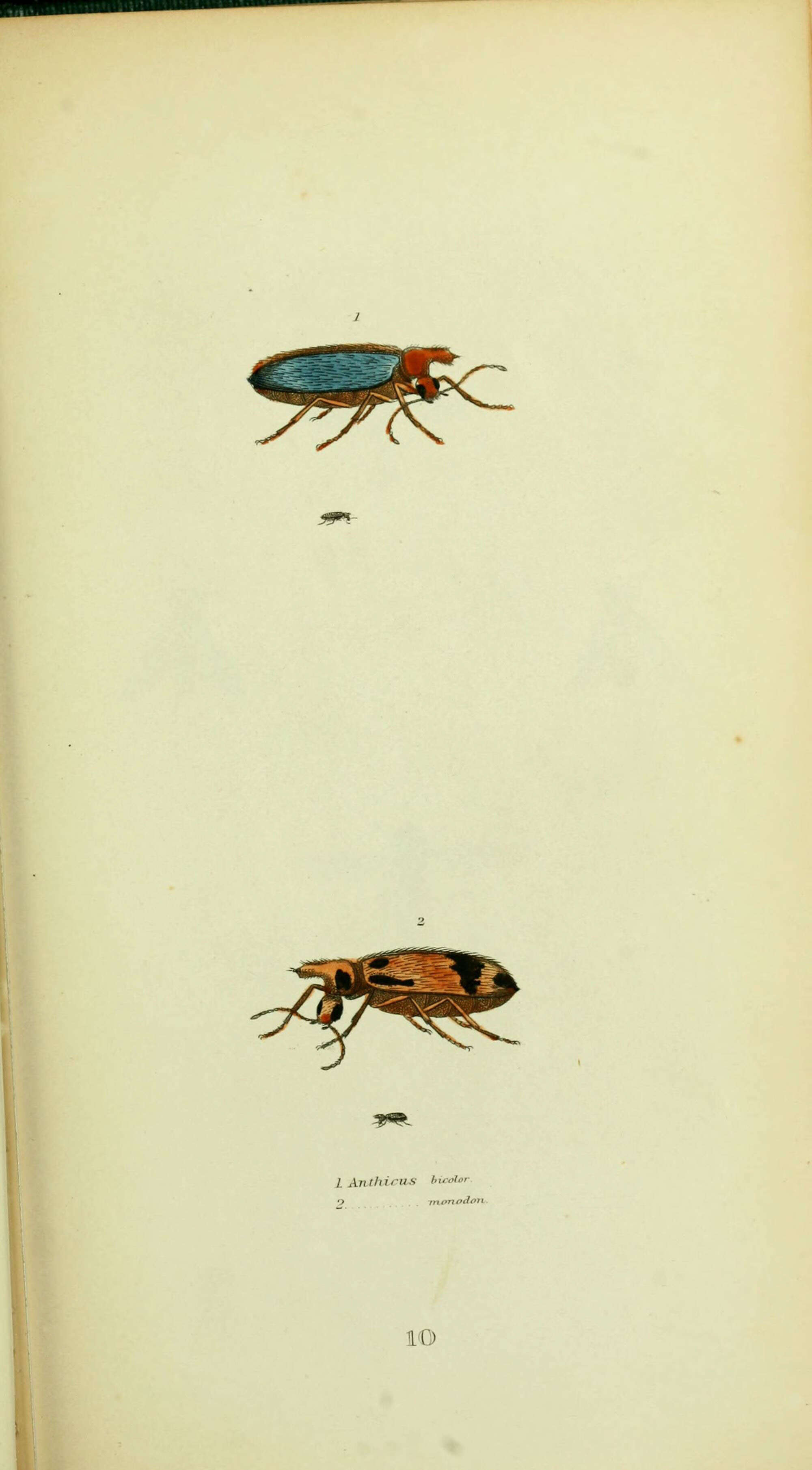 Image of Euconnus (Euconnus) bicolor (Fabricius 1801)
