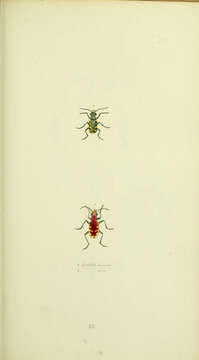 Image de Cicindela (Cicindela) decemnotata Say 1817