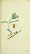 Sivun Coenomyia kuva