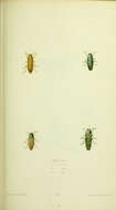 Image of Texania campestris (Say 1823)