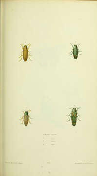 Image of Texania campestris (Say 1823)