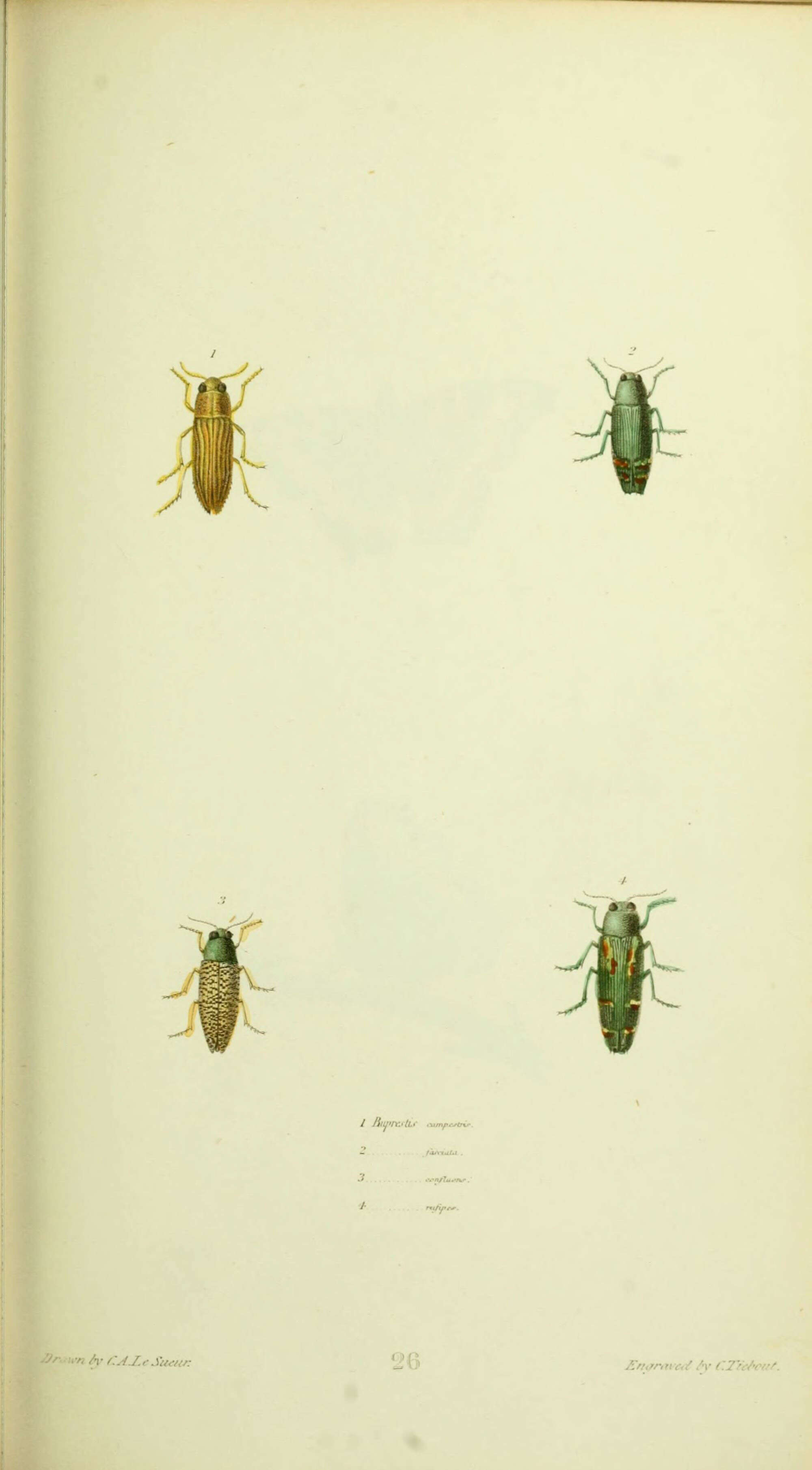 Слика од Texania campestris (Say 1823)