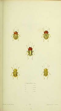 Image of Cryptocephalus confluentus Say 1824