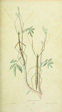 Image of Northern Walkingstick