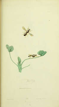 Image of Sphyracephala brevicornis (Say 1817)