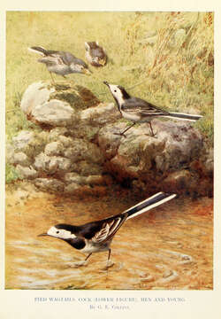 Image of Pied Wagtail and White Wagtail