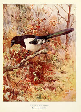 Image of magpie