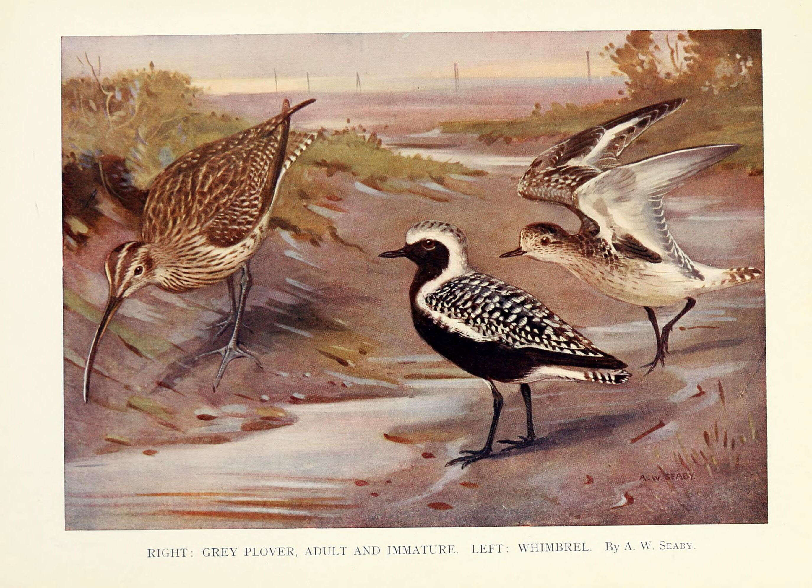 Image of Pluvialis Brisson 1760