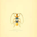 Image of Chenoderus tricolor (Fairmaire & Germain 1859)