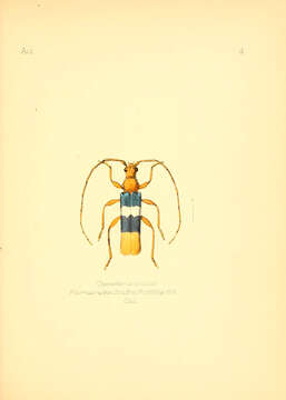 Image of Chenoderus tricolor (Fairmaire & Germain 1859)