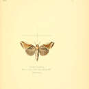 Image of <i>Gonophora indica</i> Moore 1867