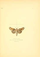 Image of <i>Gonophora indica</i> Moore 1867