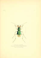 Image of Pseudotetracha australis (Chaudoir 1865)