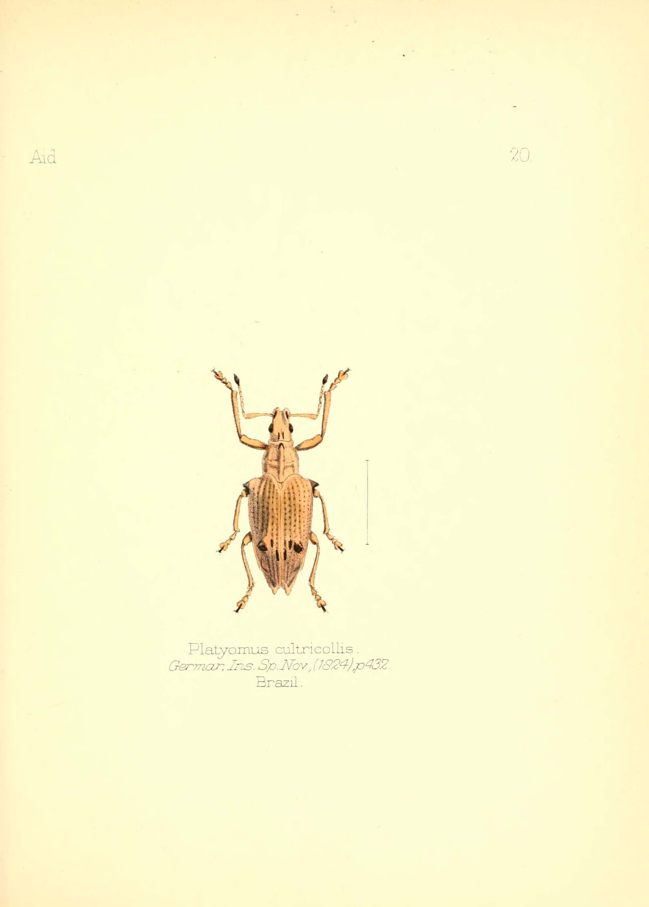 Image of Platyomus nodipennis Sahlberg 1823