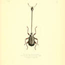 Image of Apoderus tenuissimus Pascoe 1881