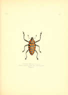 Image of Cholus haematostictus Pascoe & F. P. 1872