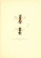 Image de Neochalcis osmicida (Saunders 1873)