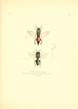 Image de Neochalcis osmicida (Saunders 1873)