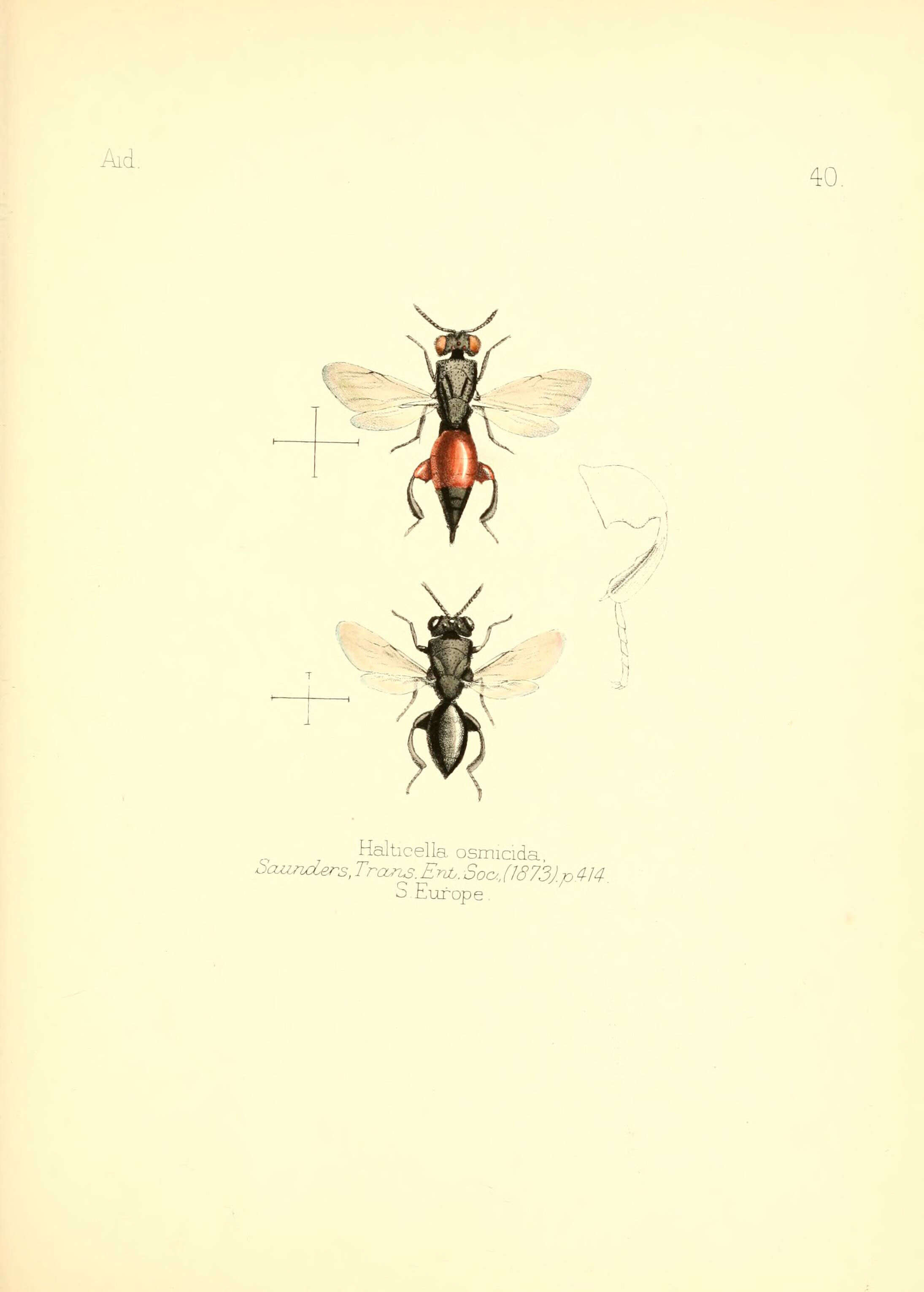 Image de Neochalcis osmicida (Saunders 1873)