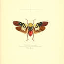 Image de Holodictya maculata (Distant 1878)