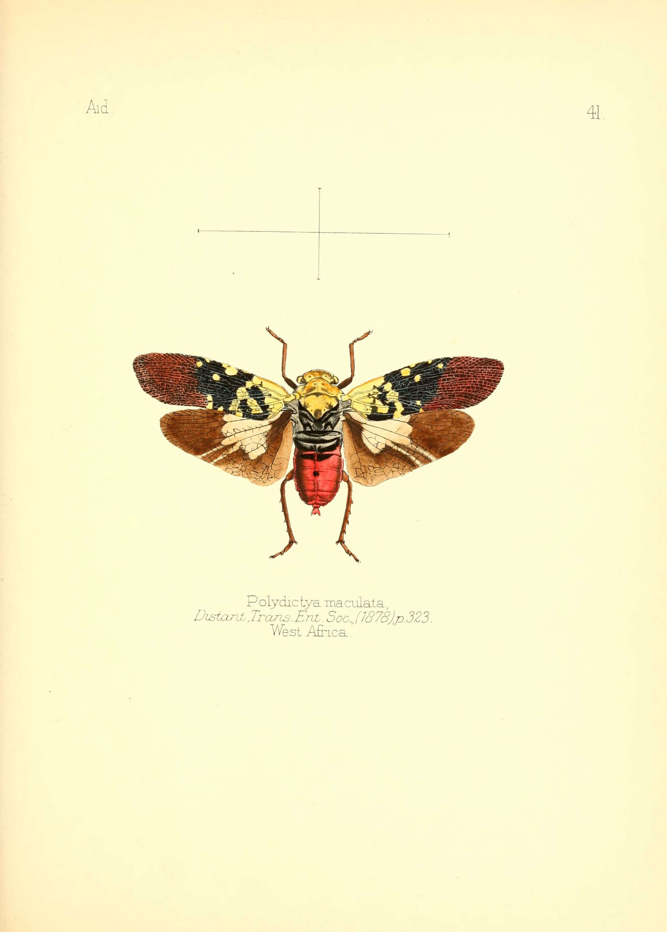 Image of Holodictya maculata (Distant 1878)