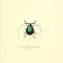 Image of Cyclopeplus cyaneus Thomson 1860