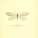 Image of Thyridosmylus langii (McLachlan 1870)
