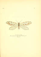 Image of Thyridosmylus langii (McLachlan 1870)