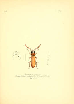 Image of <i>Genecerus cervinus</i>