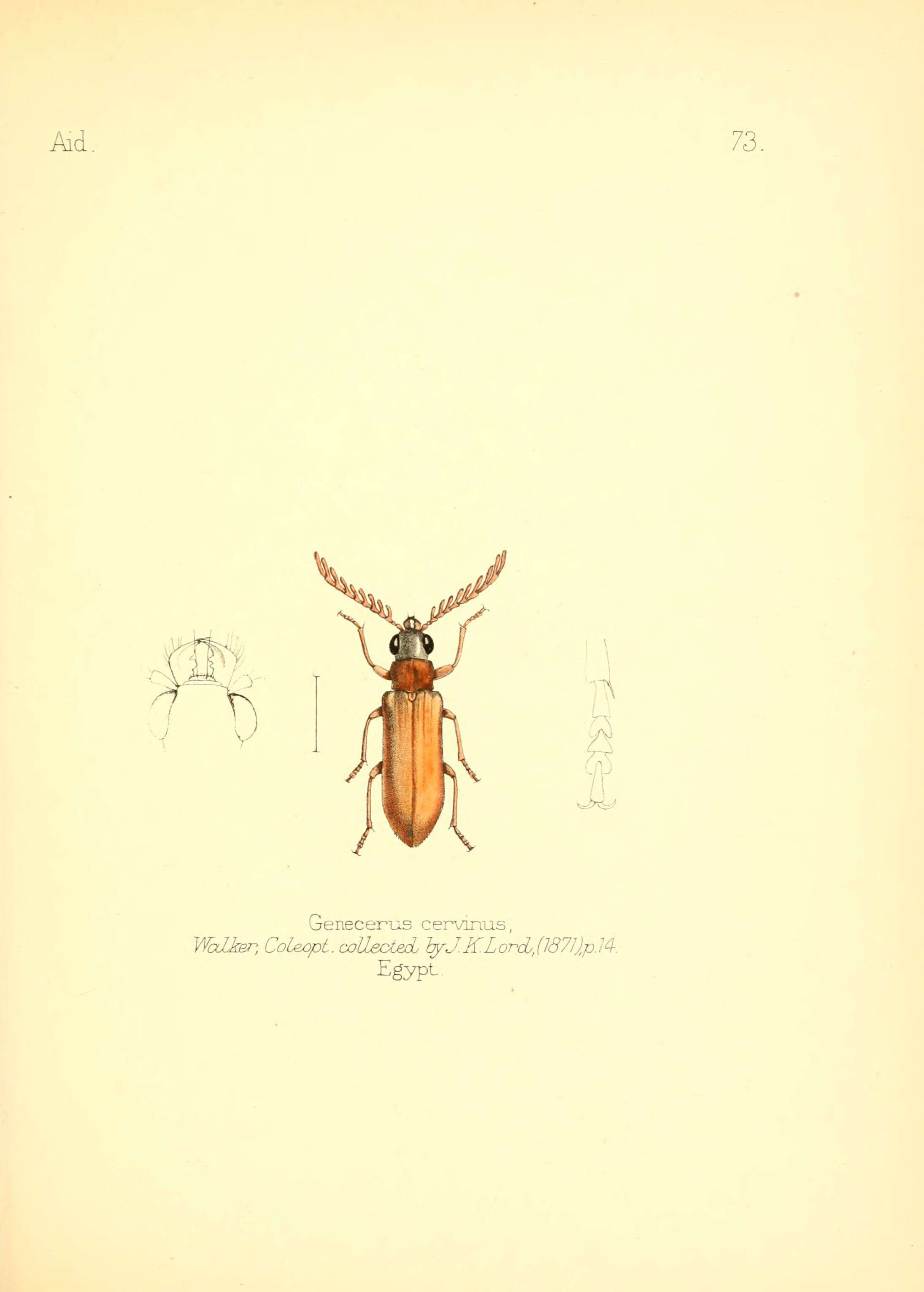 Image de <i>Genecerus cervinus</i>