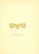 Image of Neomelicharia consociata (Walker 1862)