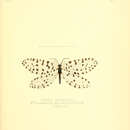 Image of Osmylus multiguttatus McLachlan 1870