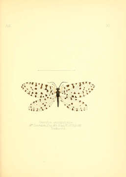 Image of Osmylus multiguttatus McLachlan 1870