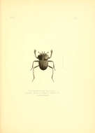 Image of Cephalodesmius laticollis Pascoe 1863