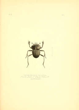 Image of Cephalodesmius laticollis Pascoe 1863