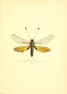 Image of Libelloides ramburi (McLachlan 1875)