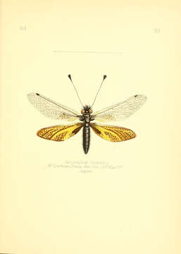 Image of Libelloides ramburi (McLachlan 1875)